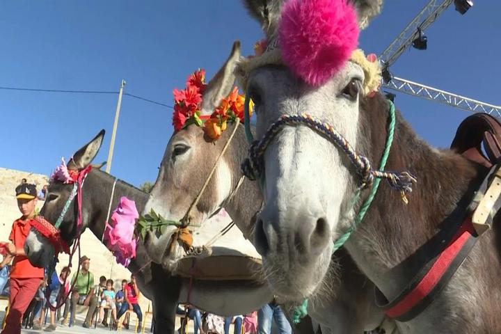 Morocco celebrates 2024 donkey festival in Moulay Driss Zerhoun.