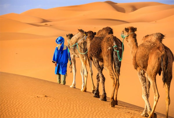 camel trek