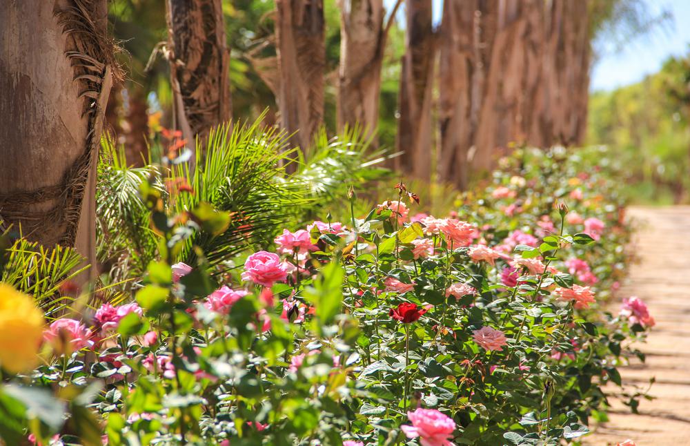 FARM TAROUDANT