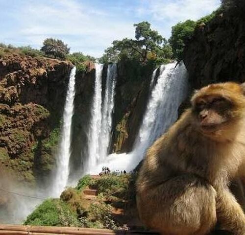 Ouzoud Waterfall from Marrakech